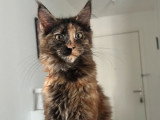 Chaton femelle Maine Coon LOOF brown tortie tabby 6 mois disponible