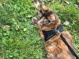 Chaton femelle Maine Coon LOOF brown tortie tabby 6 mois disponible