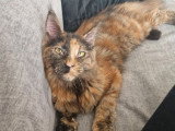 Chaton femelle Maine Coon LOOF brown tortie tabby 6 mois disponible