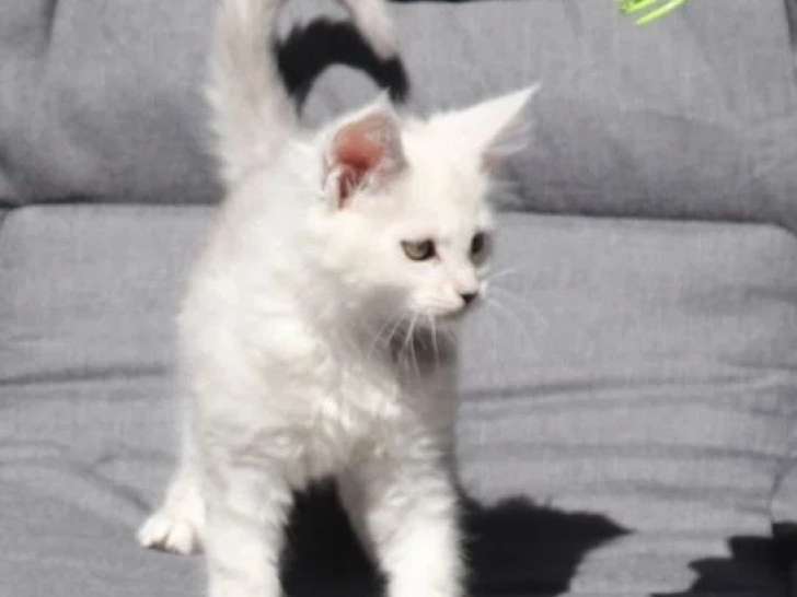 Chaton Maine Coon mâle black silver shaded LOOF à vendre, de février 2026