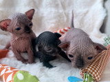 Chatons Sphynx à vendre