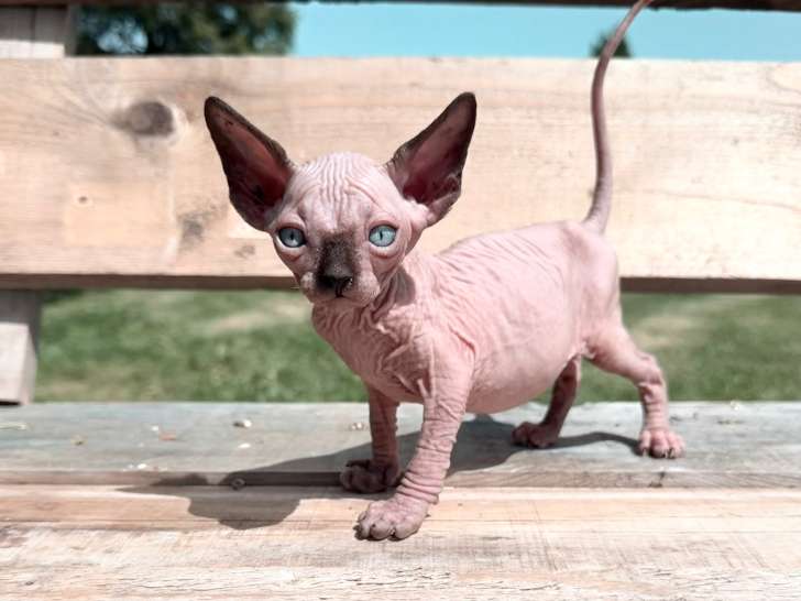 Chatons Sphynx à vendre