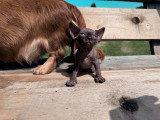 Chatons Sphynx à vendre