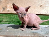 Chatons Sphynx à vendre
