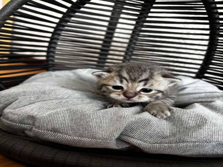 3 adorable chaton British Shorthair à réserver