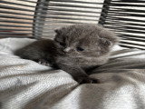 3 adorable chaton British Shorthair à réserver
