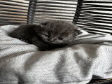 3 adorable chaton British Shorthair à réserver