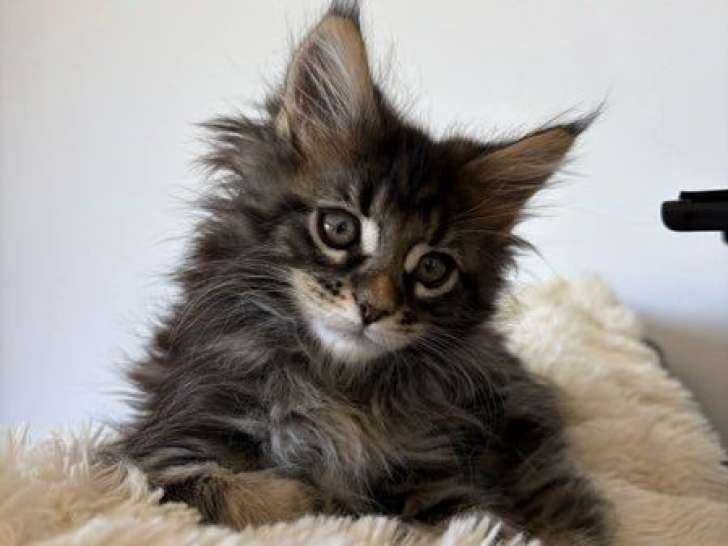 2 chatons Maine Coon non LOOF à vendre, nés en février 2026