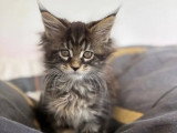 2 chatons Maine Coon non LOOF à vendre, nés en février 2026