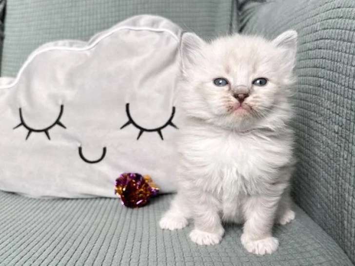 4 chatons Sibériens mâles bleu tabby inscrits au LOOF à réserver