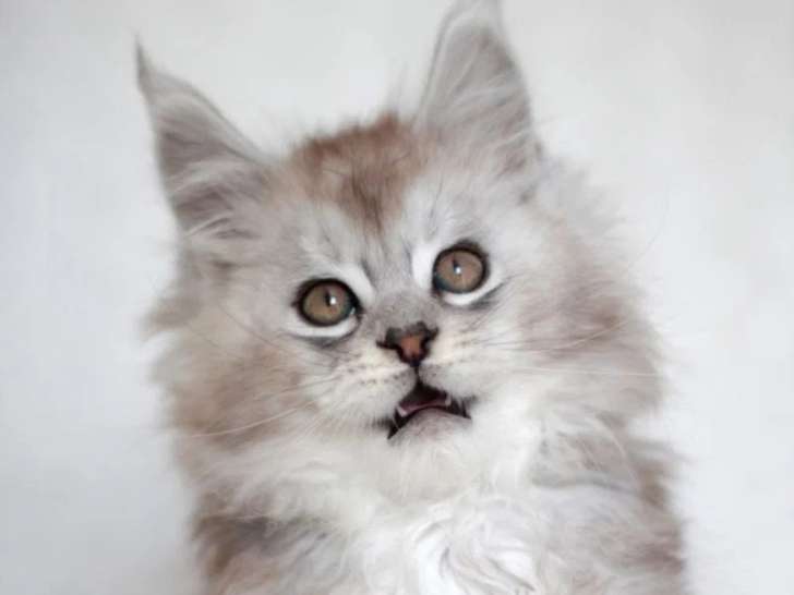 5 chatons Maine Coon nés en février 2026 inscrits au LOOF à réserver