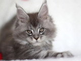 5 chatons Maine Coon nés en février 2026 inscrits au LOOF à réserver