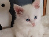 2 chatons Maine Coon LOOF blanc à vendre nés en février 2026