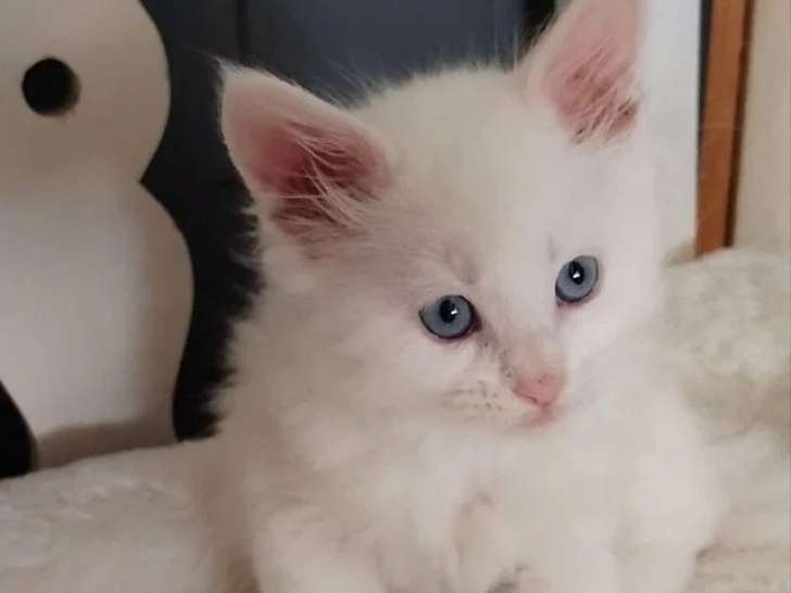 2 chatons Maine Coon LOOF blanc à vendre nés en février 2026