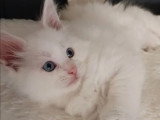 2 chatons Maine Coon LOOF blanc à vendre nés en février 2026
