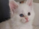 2 chatons Maine Coon LOOF blanc à vendre nés en février 2026