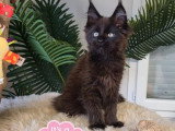 Chaton femelle Maine Coon noire inscrite au LOOF de janvier 2026 à vendre
