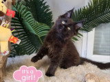 Chaton femelle Maine Coon noire inscrite au LOOF de janvier 2026 à vendre