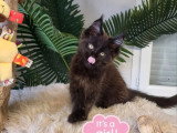 Chaton femelle Maine Coon noire inscrite au LOOF de janvier 2026 à vendre
