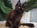 Chaton femelle Maine Coon noire inscrite au LOOF de janvier 2026 à vendre