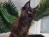 Chaton femelle Maine Coon noire inscrite au LOOF de janvier 2026 à vendre