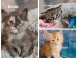 3 chatons Maine Coon LOOF nés en mars 2026 à réserver