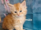 3 chatons Maine Coon LOOF nés en mars 2026 à réserver