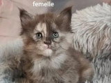 3 chatons Maine Coon LOOF nés en mars 2026 à réserver