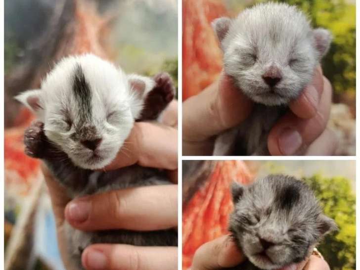 Portée de 6 chatons Maine Coon nés en avril 2026 inscrits au LOOF à réserver