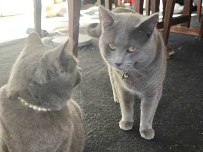 Chatons Chartreux à réserver