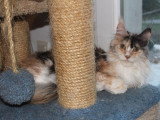 Chatte Maine Coon black tortie smoke et blanc LOOF à vendre