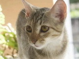 En attente d'adoption : chaton femelle tigrée grise de 8 mois