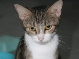 À accueillir : chatte tigrée de 3 ans