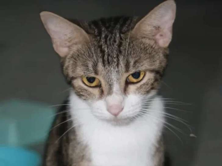 À accueillir : chatte tigrée de 3 ans