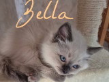 Bella