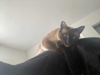 Chatte Siamois adulte de 4 ans à vendre