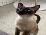 Chatte Siamois adulte de 4 ans à adopter