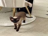 Chatte Siamois adulte de 4 ans à adopter