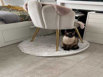 Chatte Siamois adulte de 4 ans à adopter