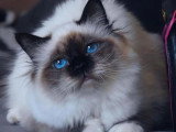 Chatte Sacré de Birmanie seal point LOOF 5 ans à vendre
