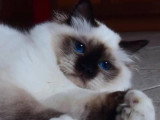 Chatte Sacré de Birmanie seal point LOOF 5 ans à vendre