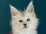 4 chatons Maine Coon à réserver LOOF