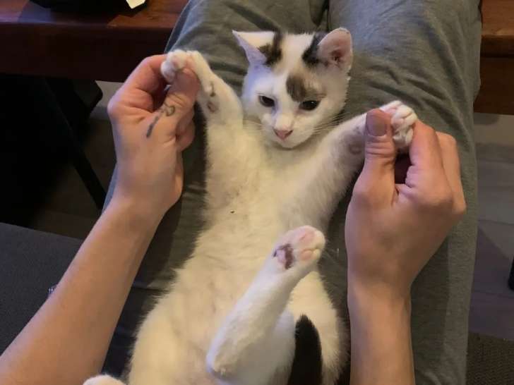 À adopter : chaton mâle de 5 mois