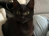 À adopter : chaton femelle noir de 3 mois