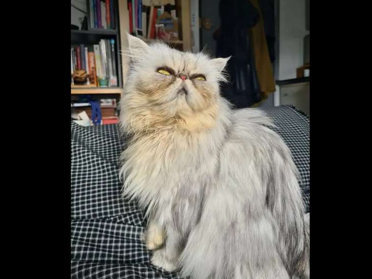 Disponible à l'adoption : chat Persan gris de 5 ans