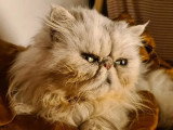 Disponible à l'adoption : chat Persan gris de 5 ans
