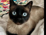 En quête d'un foyer : chaton femelle Siamois de 6 mois