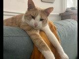Prêt pour l'adoption : chat roux et blanc de 3 ans