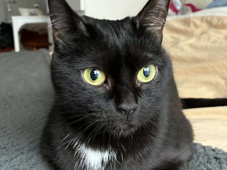 À adopter : chatte noire de 5 ans