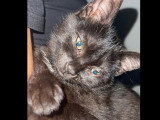 À adopter : chatte noire de 5 ans